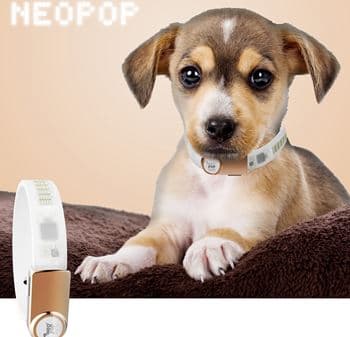 _Neopop_ Led _ Buckle Pet Smart Band Only For Dogs _LED color _ Blue_